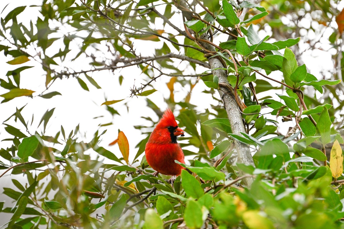 Красный кардинал - ML647327002