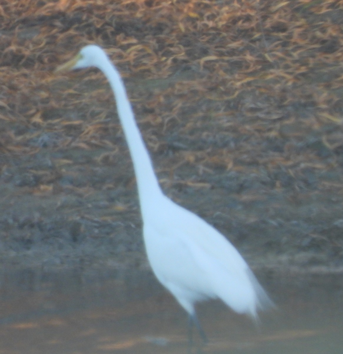 Great Egret - ML647327003