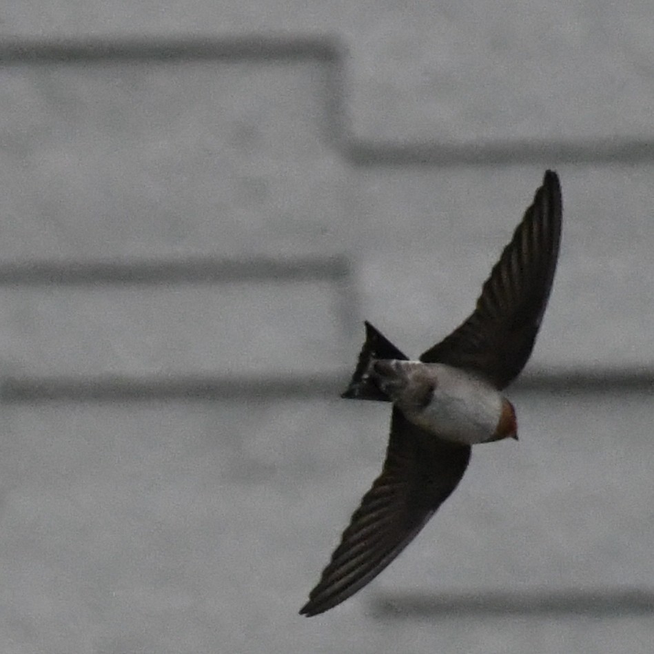 Pacific Swallow - ML647327004