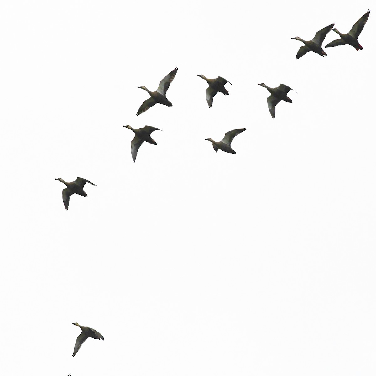 Eastern Spot-billed Duck - ML647327024