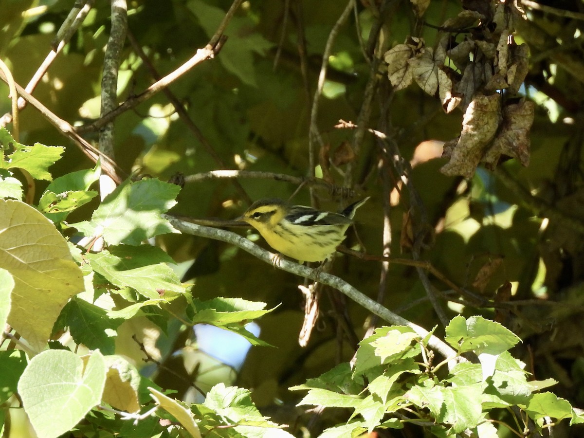 Blackburnian Warbler - ML647327036
