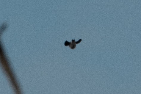 Tree Swallow - ML647327044