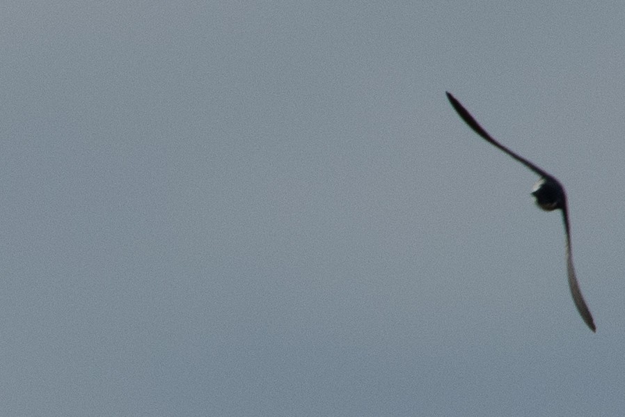 Tree Swallow - ML647327045