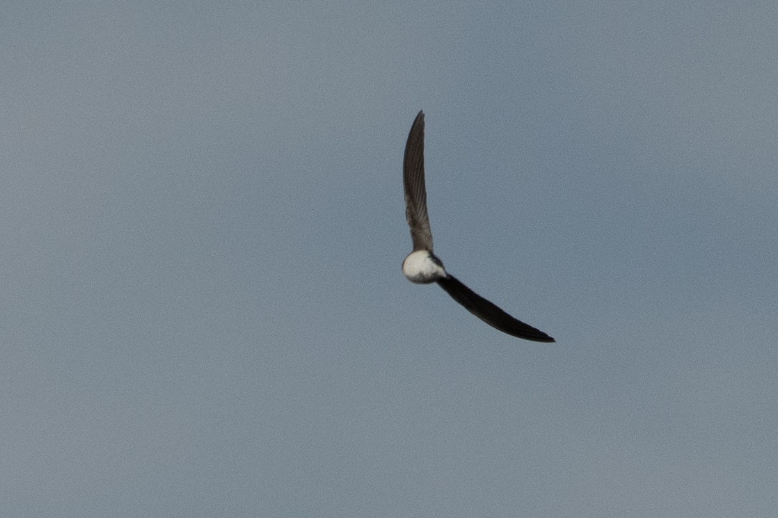 Tree Swallow - ML647327047