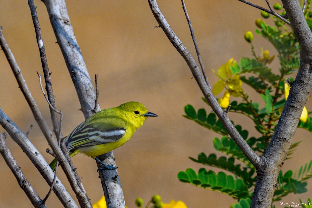 Common Iora - ML647327048