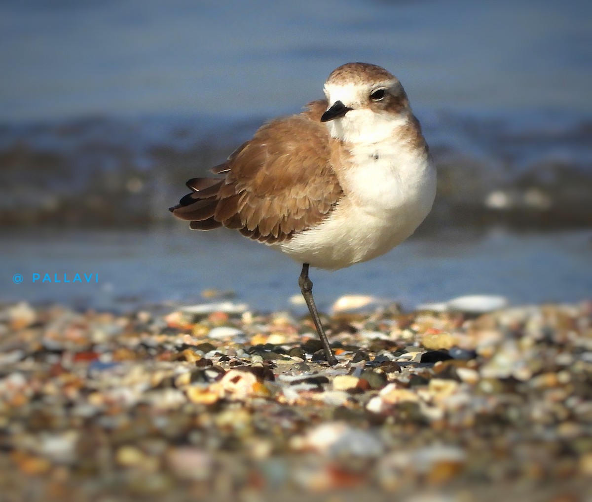 チベットメダイチドリ - ML647327055