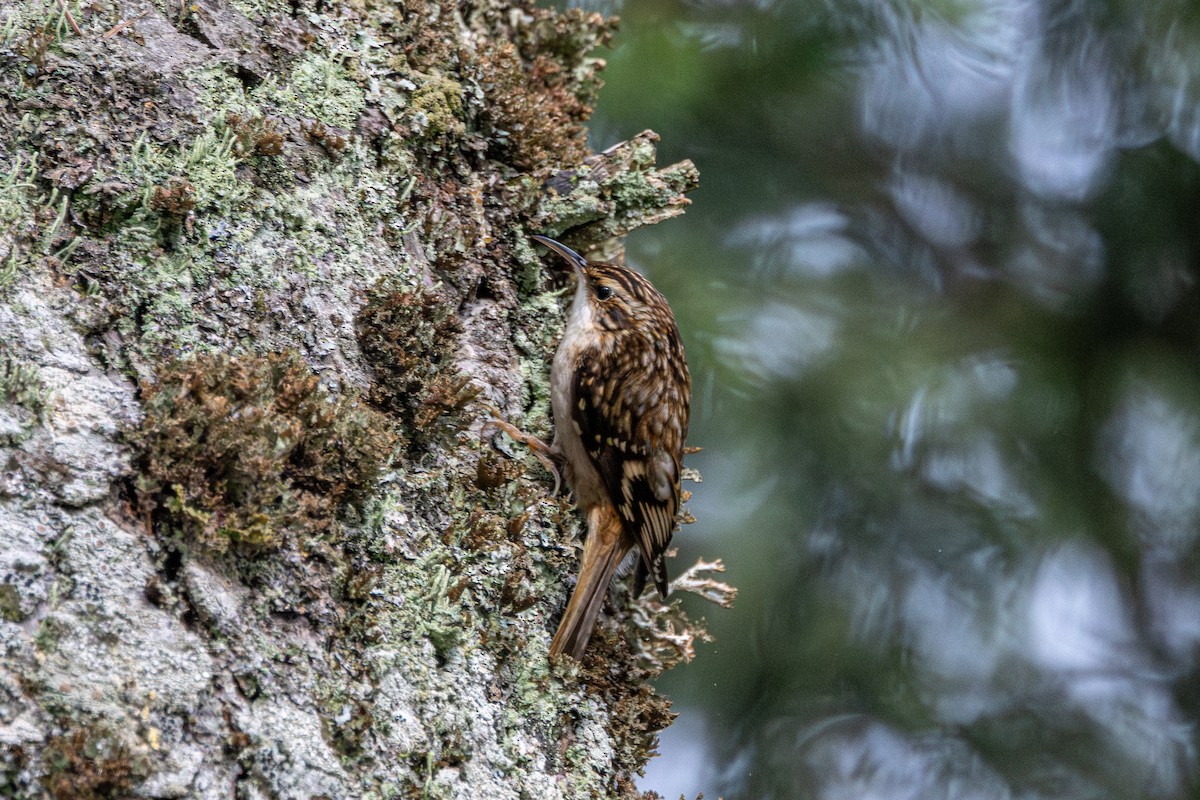Brown Creeper - ML647327059