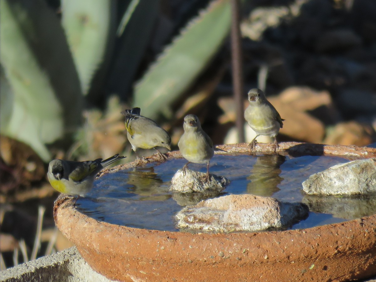 カオグロキンヒワ - ML647327061