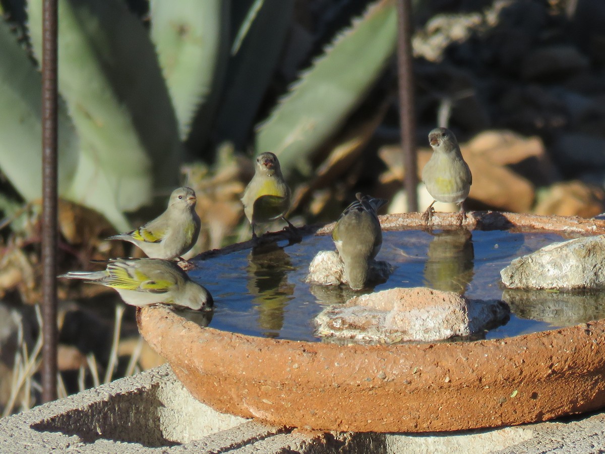 カオグロキンヒワ - ML647327062