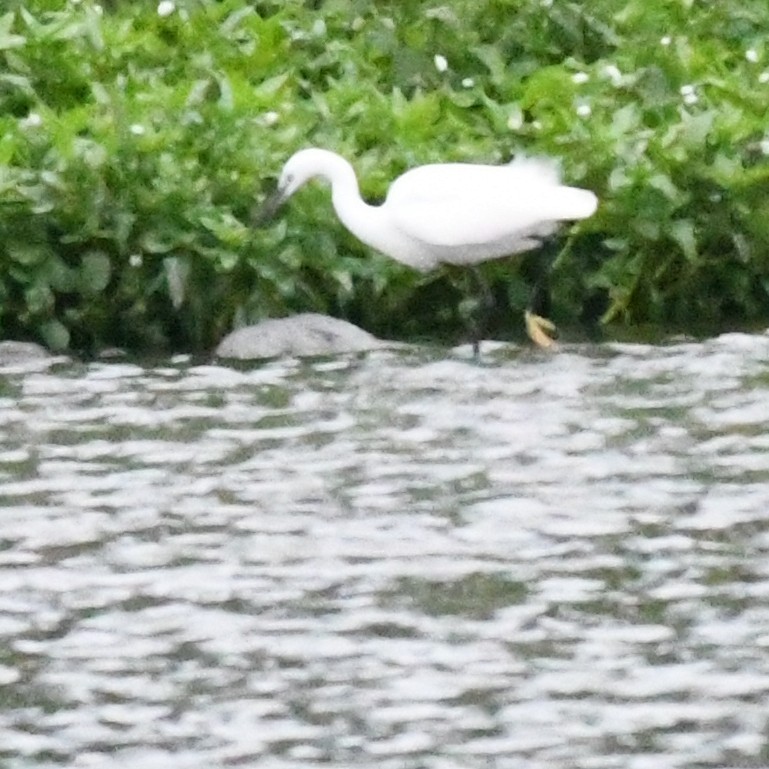 Little Egret - ML647327063