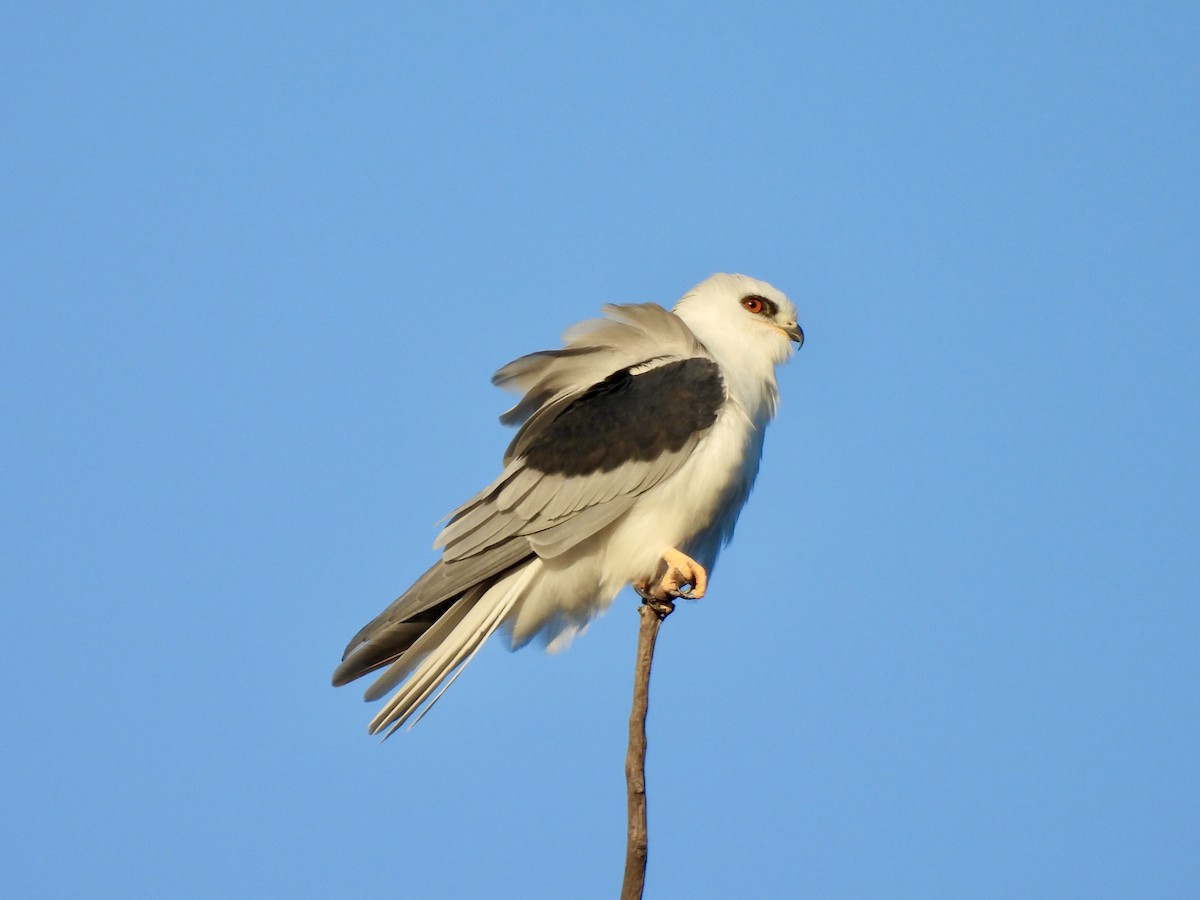 White-tailed Kite - ML647327064