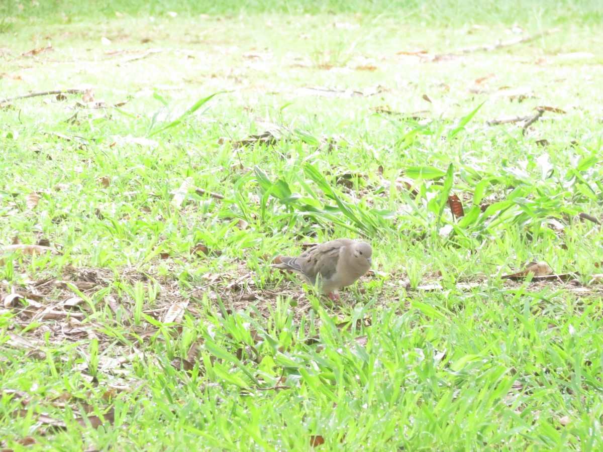 Eared Dove - ML647327065