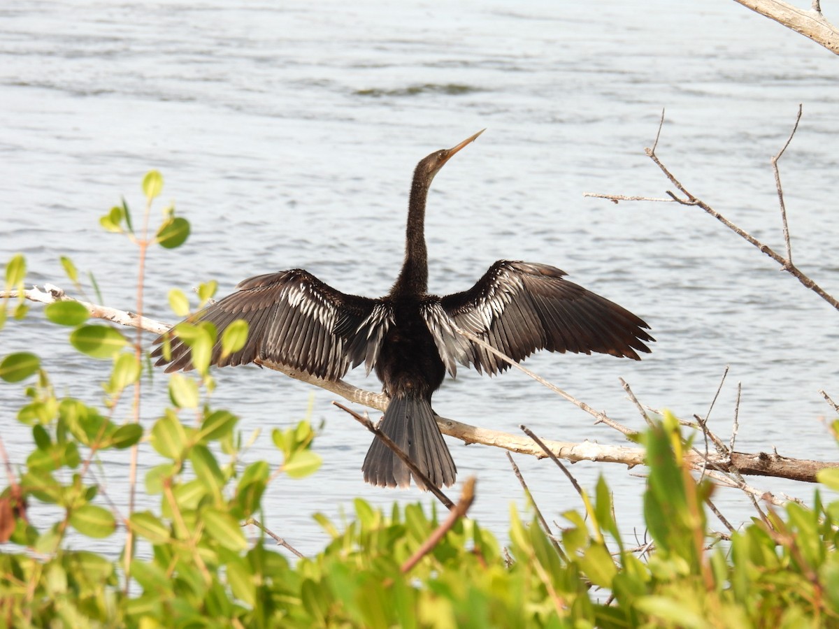 Anhinga - ML647327066
