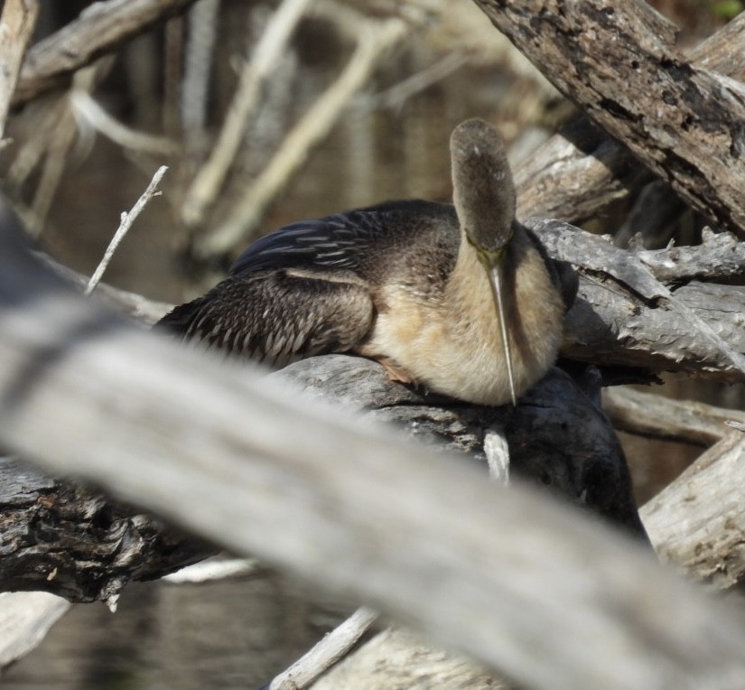 Anhinga - ML647327067