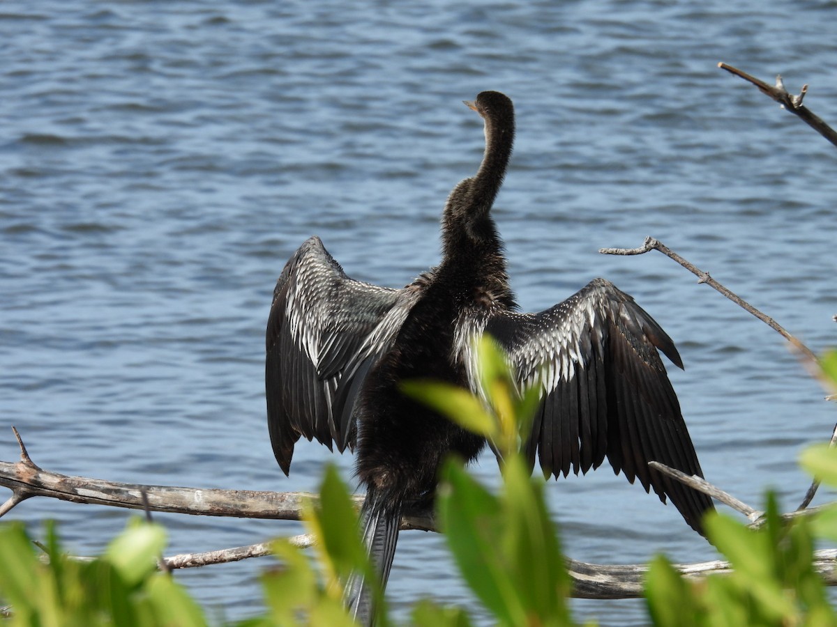 Anhinga - ML647327068