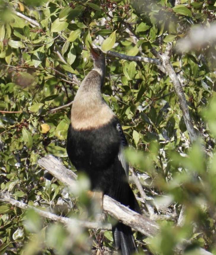 Anhinga - ML647327069