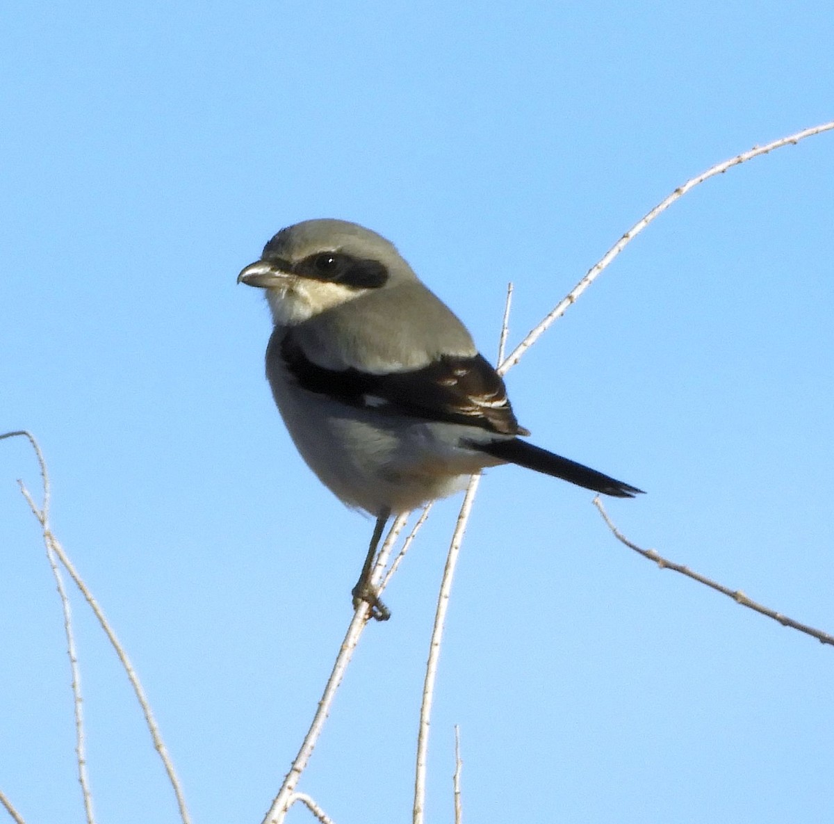 Loggerhead Shrike - ML647327070