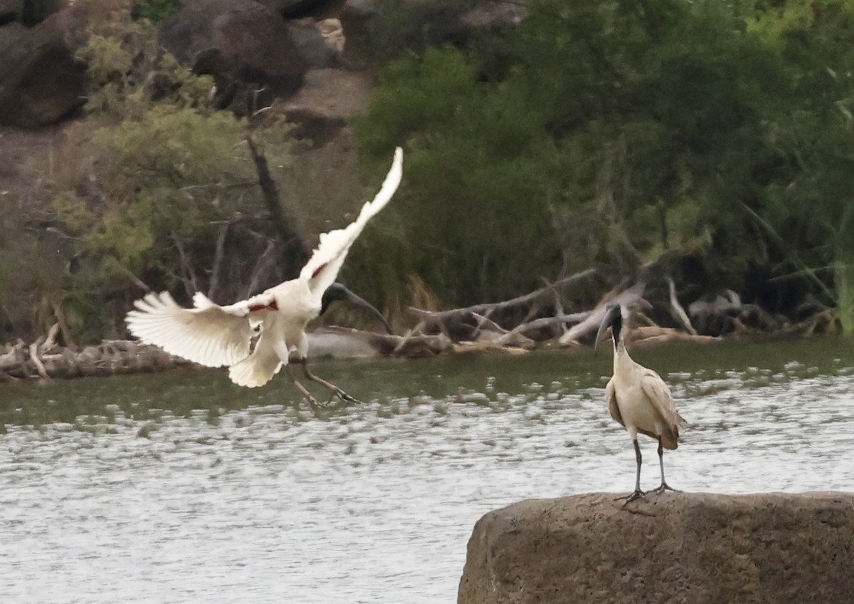 Australian Ibis - ML647327071