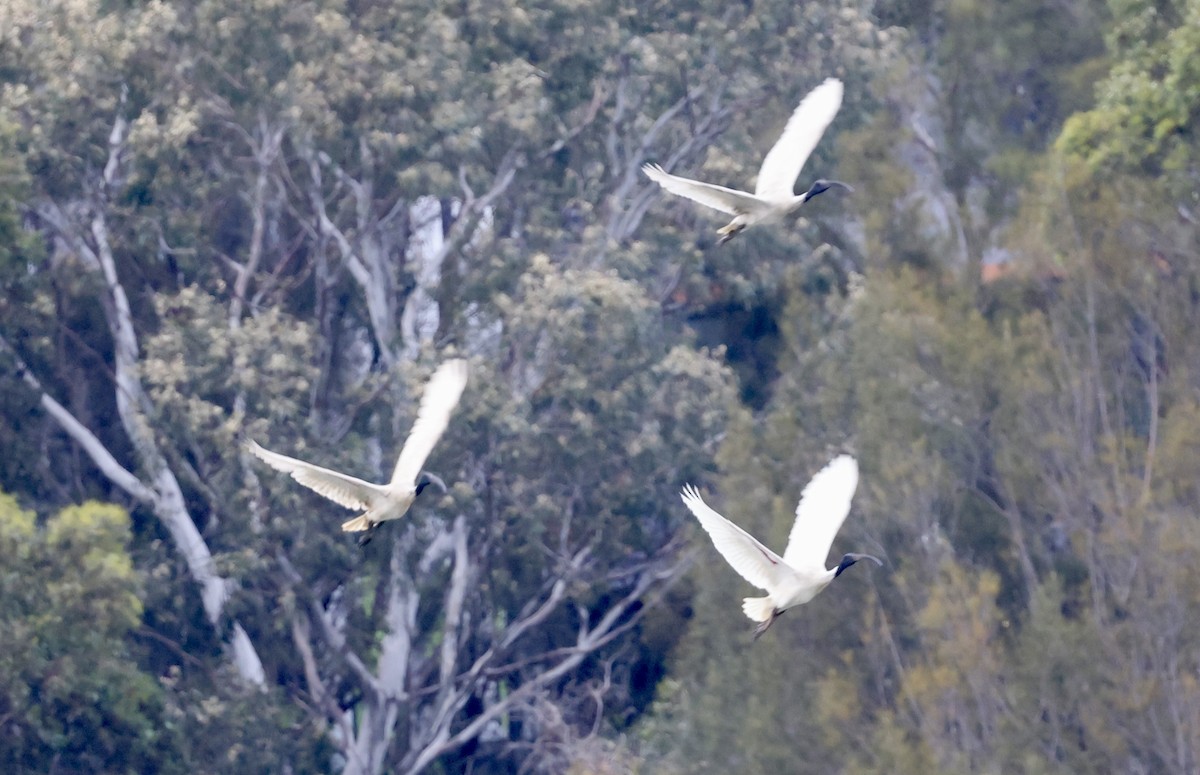 Australian Ibis - ML647327072