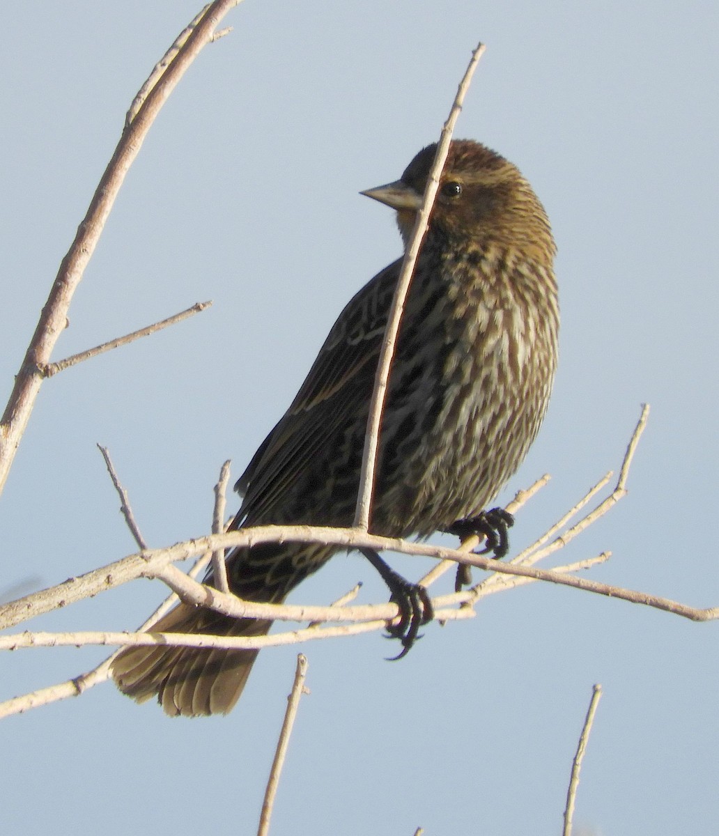 Red-winged Blackbird - ML647327073