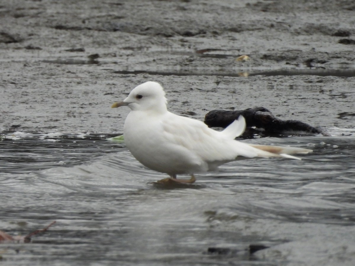 Short-billed Gull - ML647327074