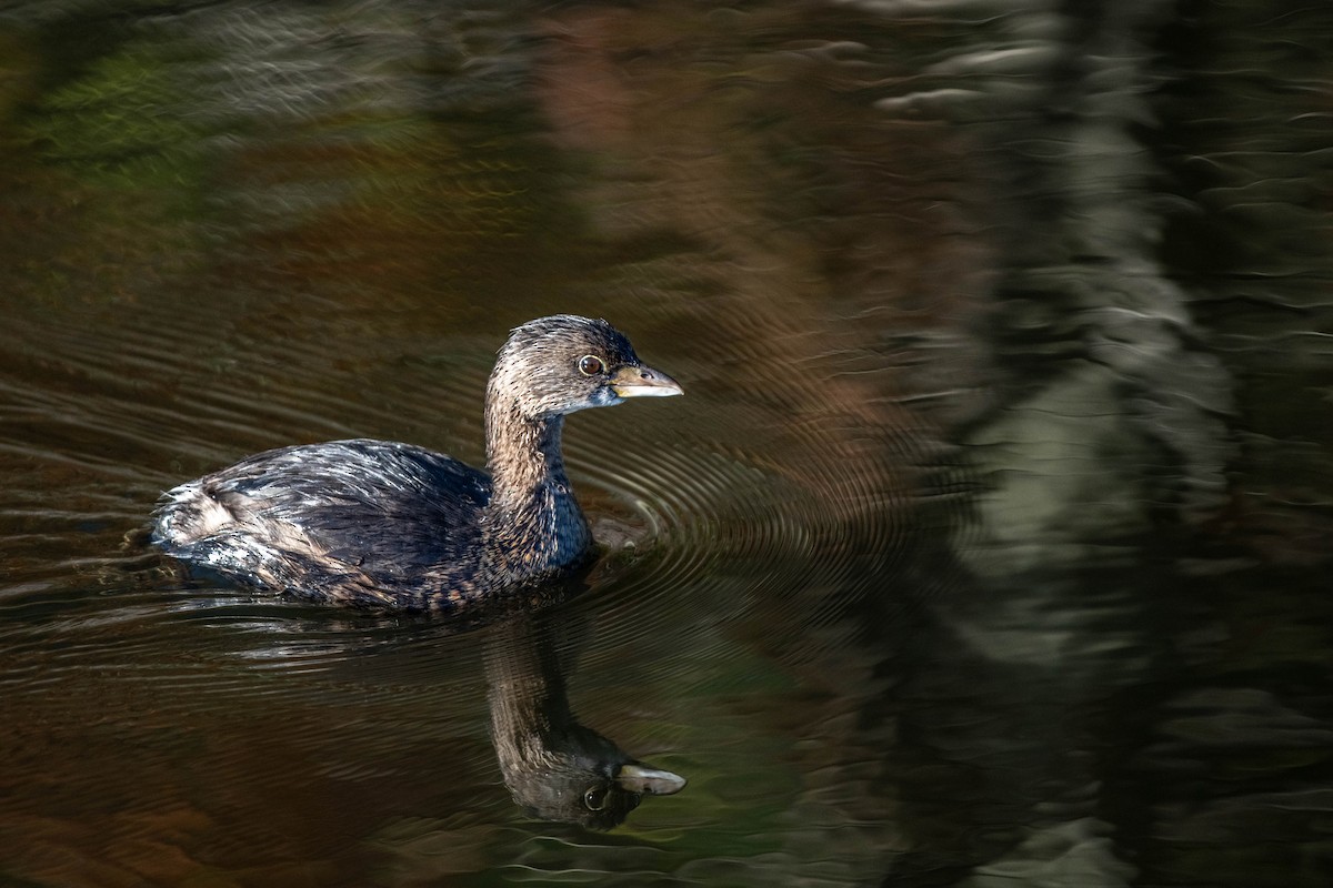 Pied-billed Grebe - ML647327075
