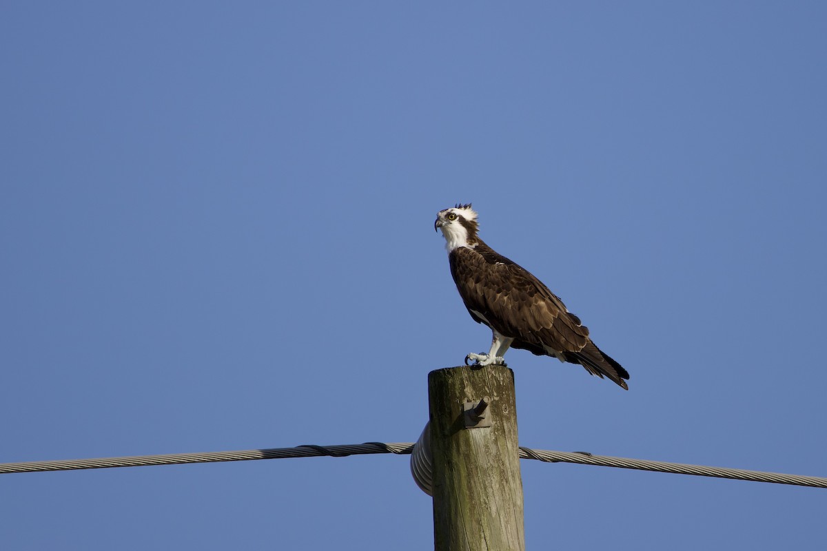 Osprey (American) - ML647327076