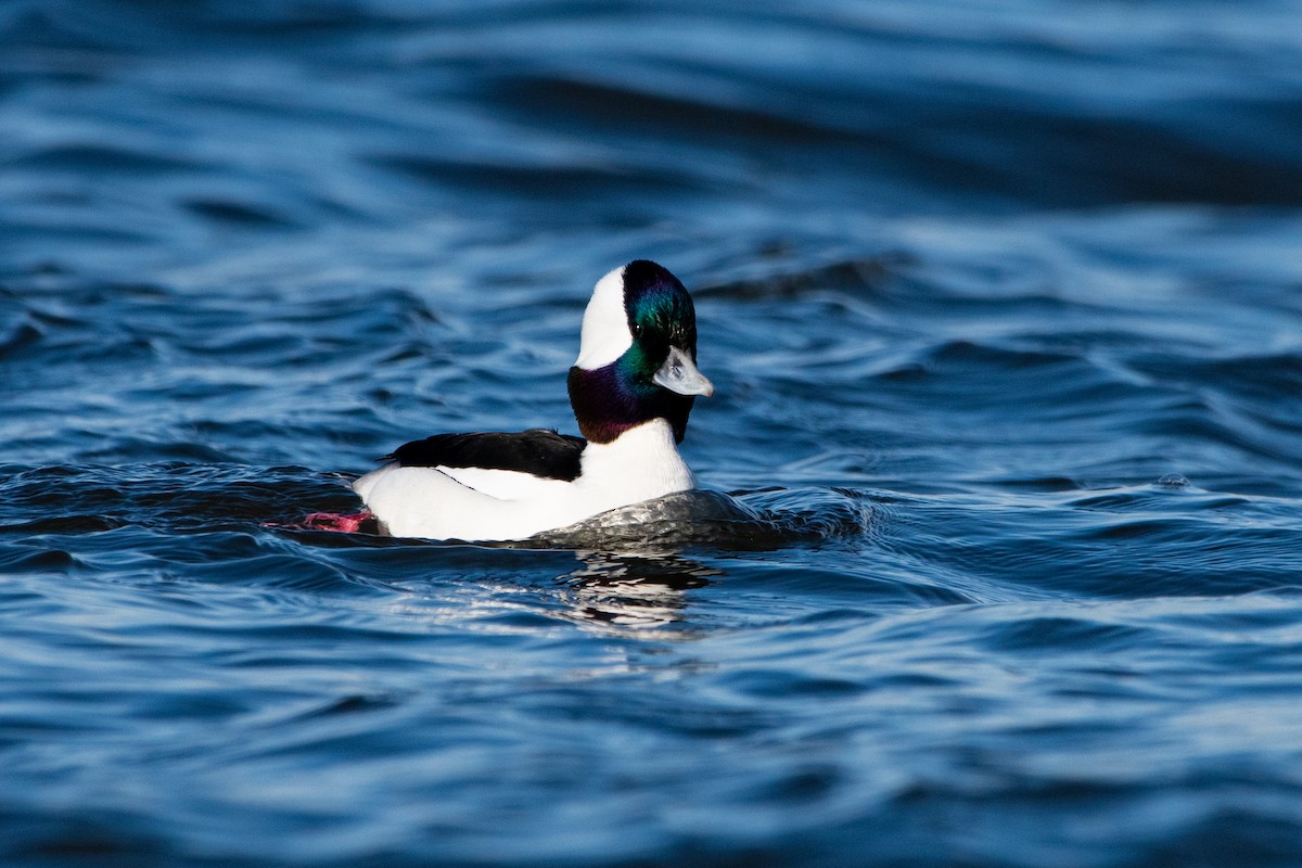 Bufflehead - ML647327077