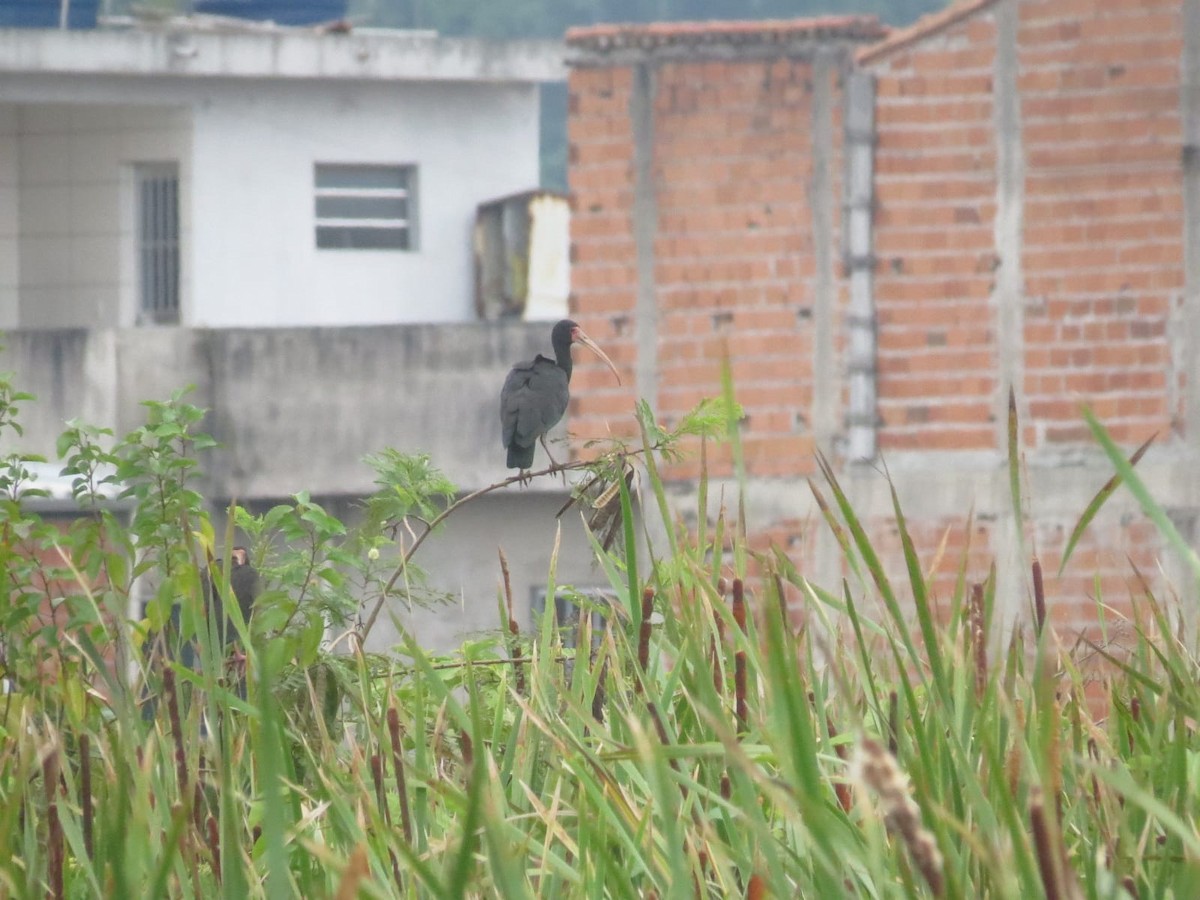 Bare-faced Ibis - ML647327078