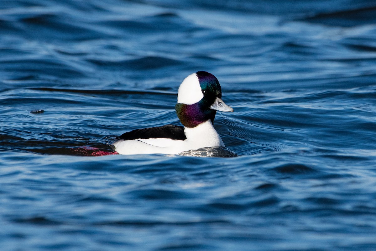 Bufflehead - ML647327079