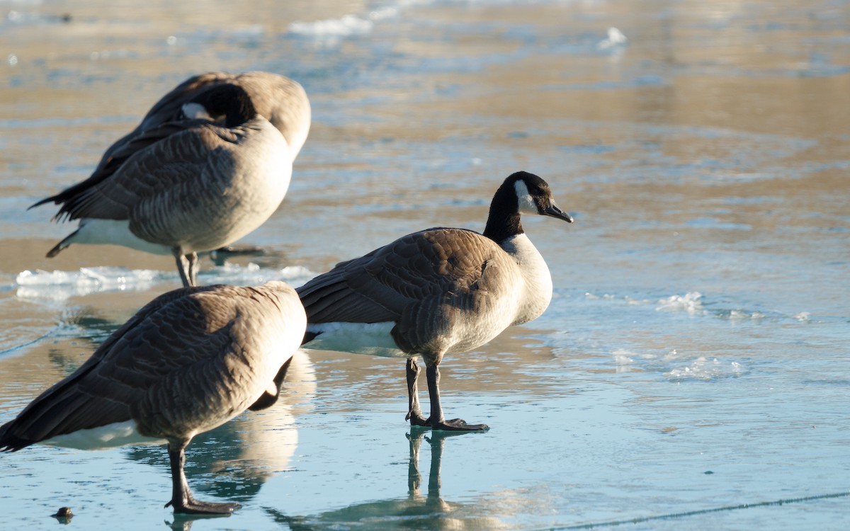 Canada Goose - ML647327080