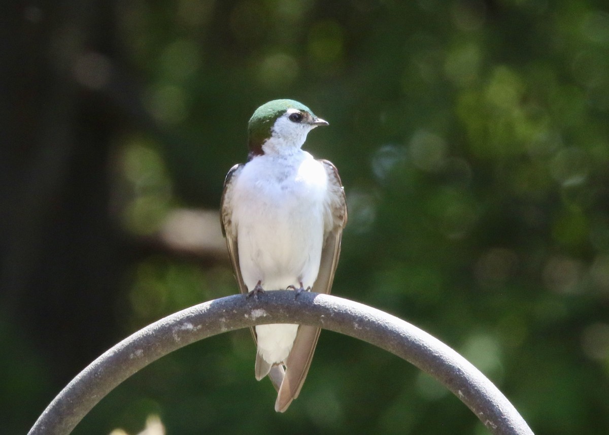 Violet-green Swallow - ML647327082
