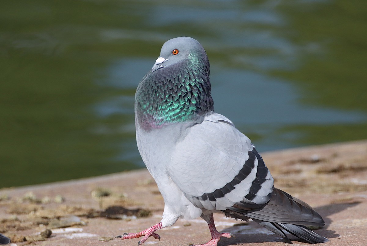 Rock Pigeon (Feral Pigeon) - ML647327083