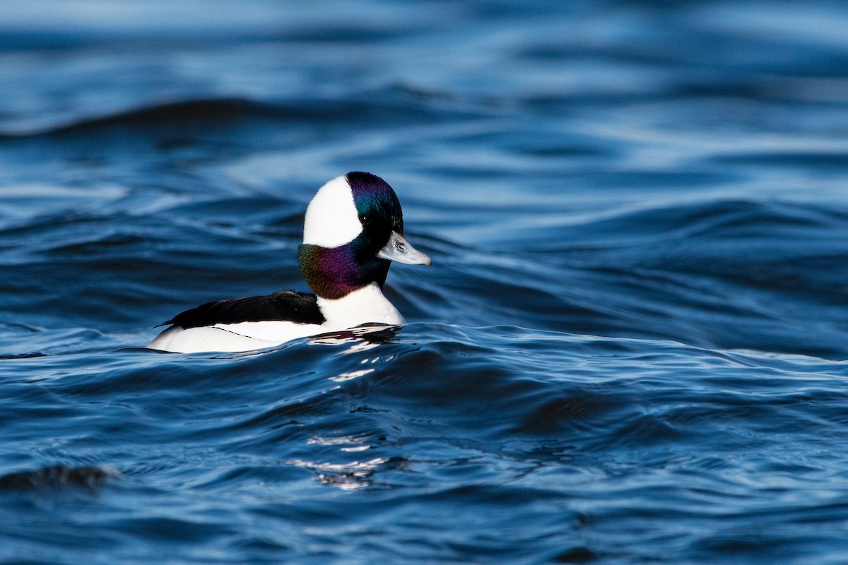 Bufflehead - ML647327084