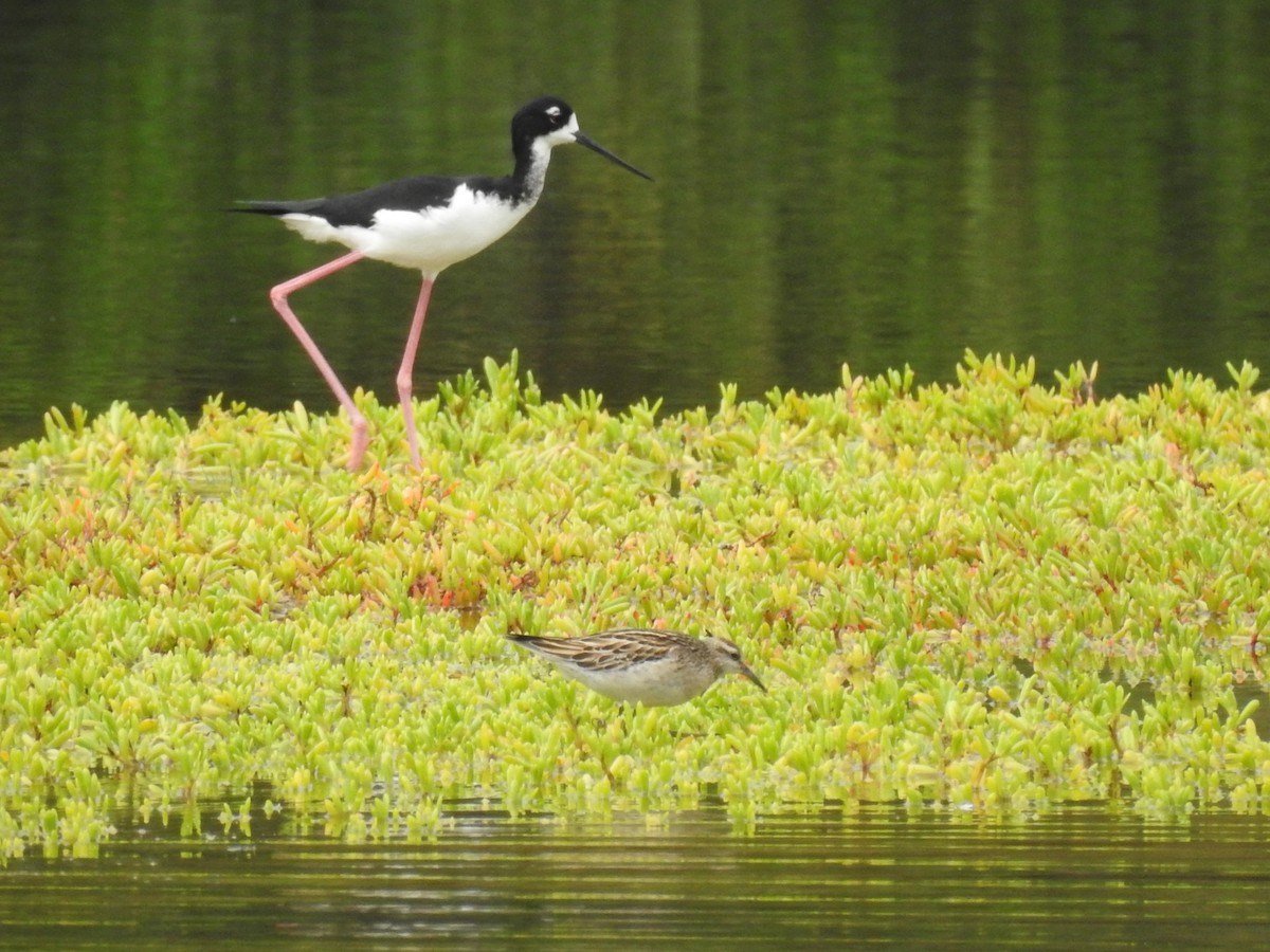 Black-necked Stilt (Hawaiian) - ML647327085