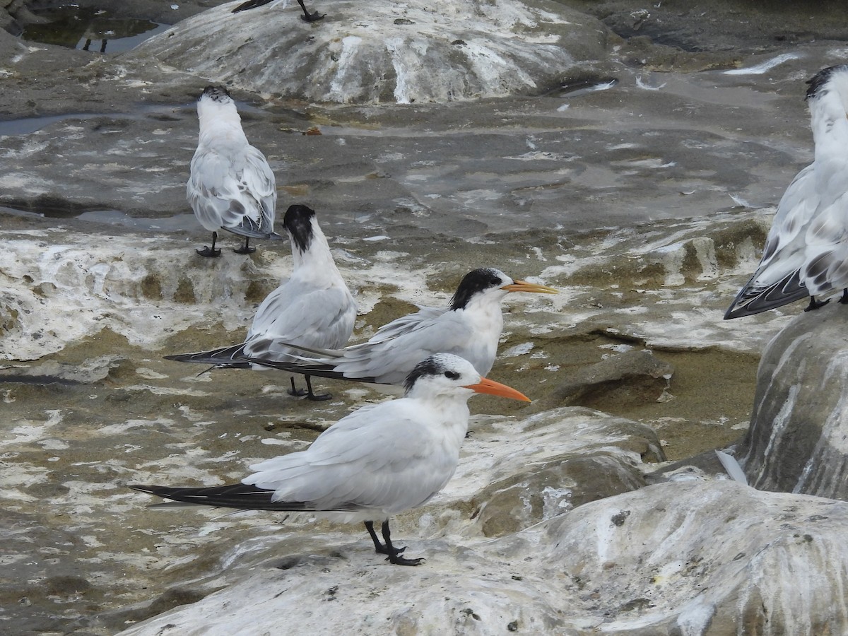 Elegant Tern - ML647327087