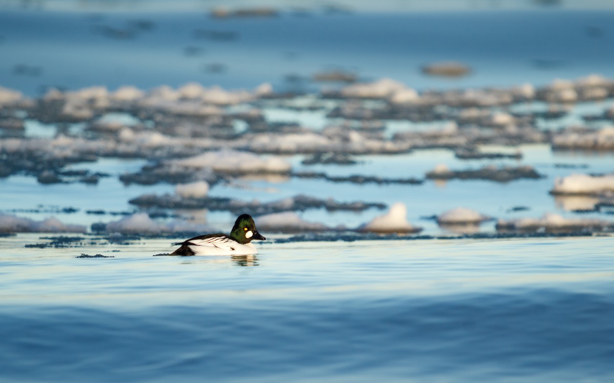 Common Goldeneye - ML647327088