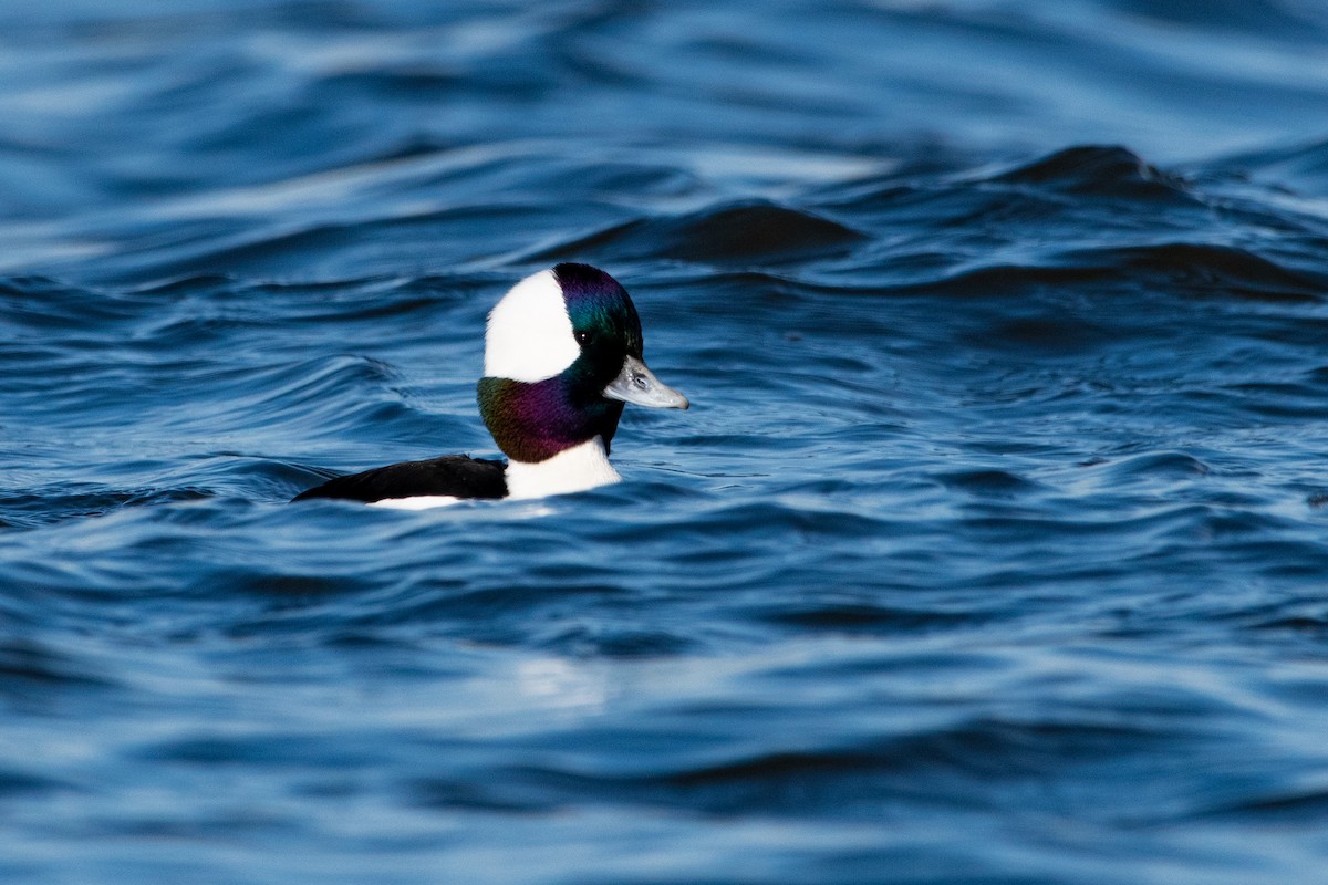 Bufflehead - ML647327089