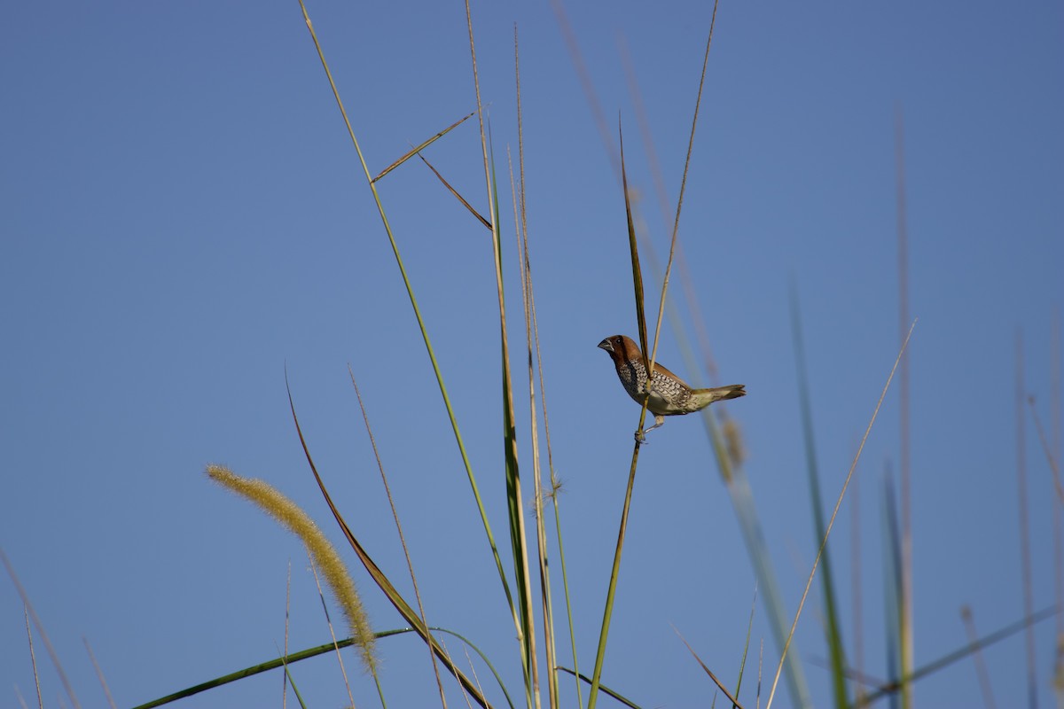 Scaly-breasted Munia - ML647327093