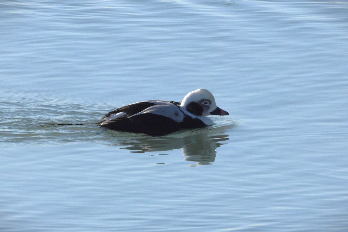 Long-tailed Duck - ML647327102