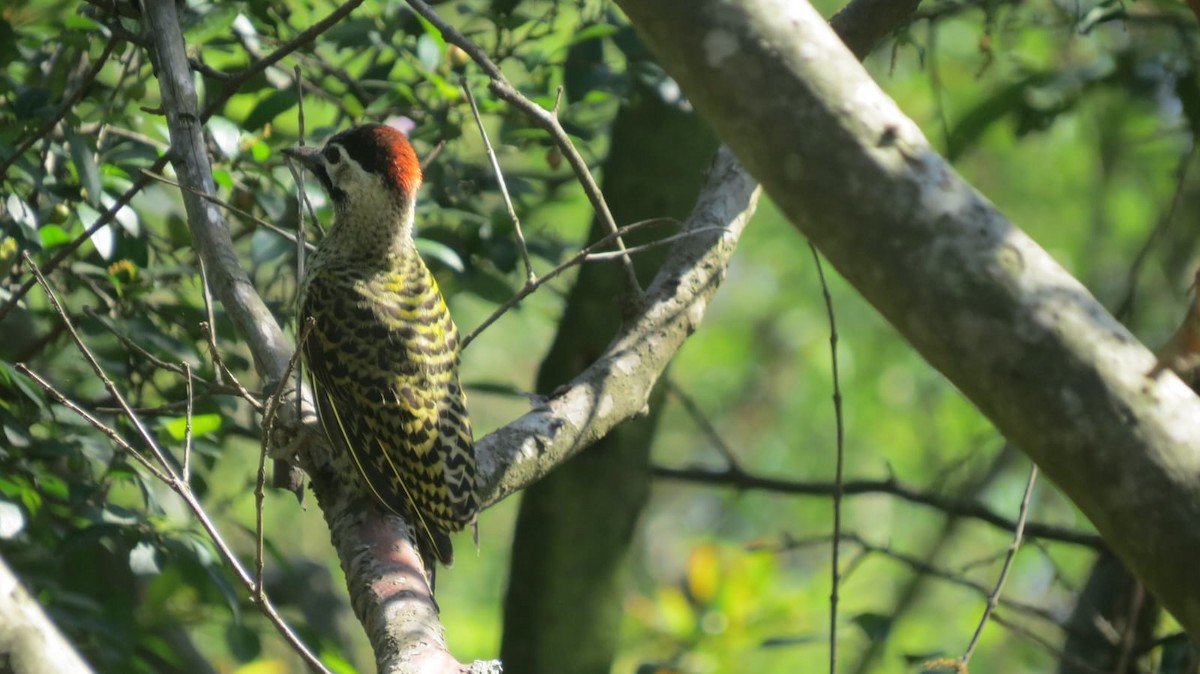 Green-barred Woodpecker - ML647327111