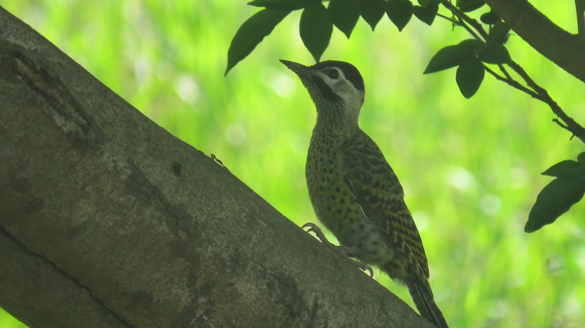 Green-barred Woodpecker - ML647327112