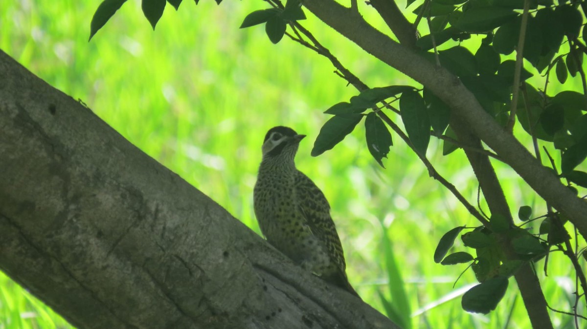 Green-barred Woodpecker - ML647327113