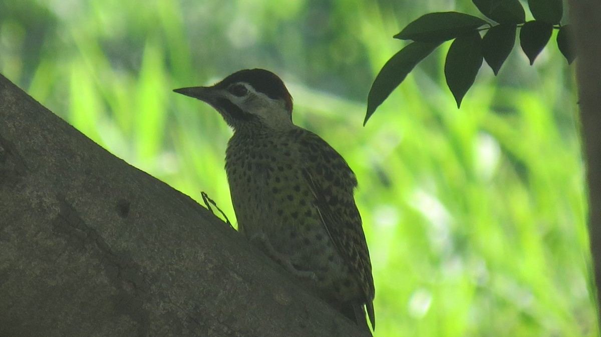 Green-barred Woodpecker - ML647327114