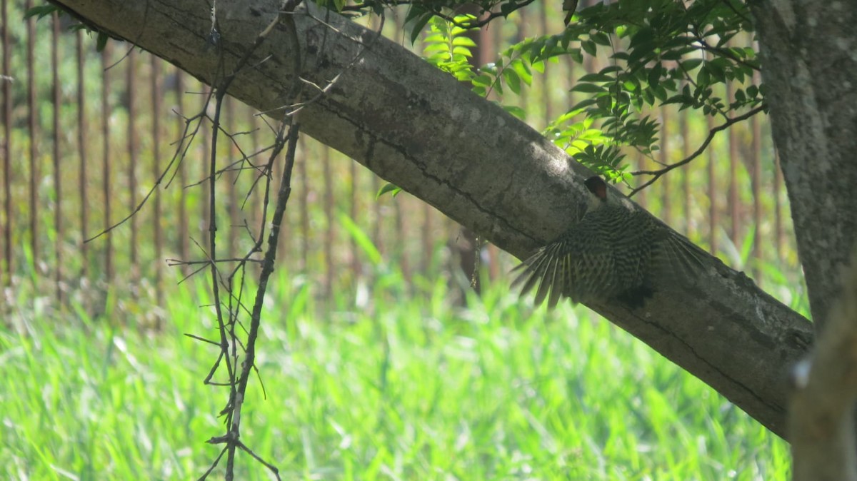 Green-barred Woodpecker - ML647327115