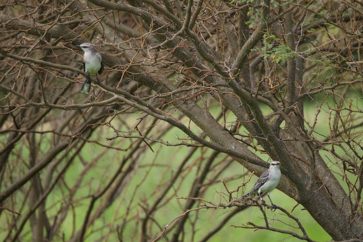 Tropikal Taklitçi - ML647327116