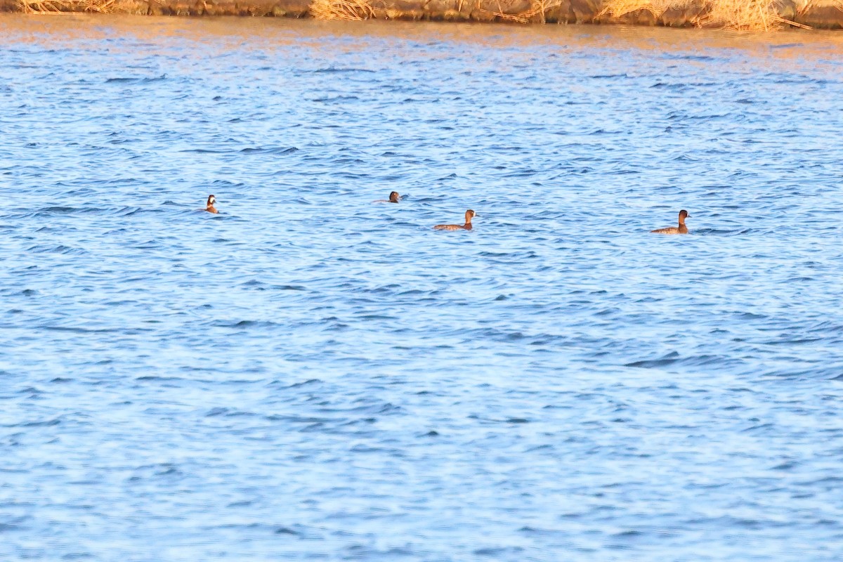 コスズガモ - ML647327119