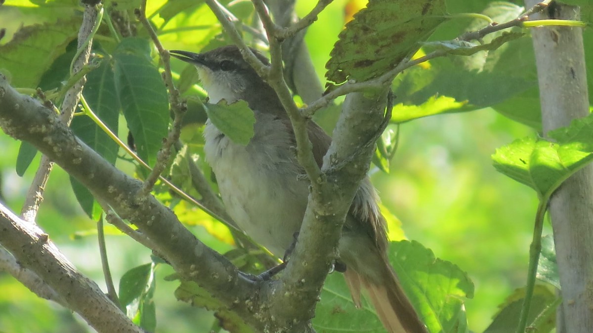 Yellow-chinned Spinetail - ML647327138