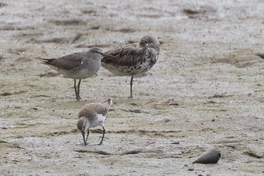 Playero Siberiano - ML647327145