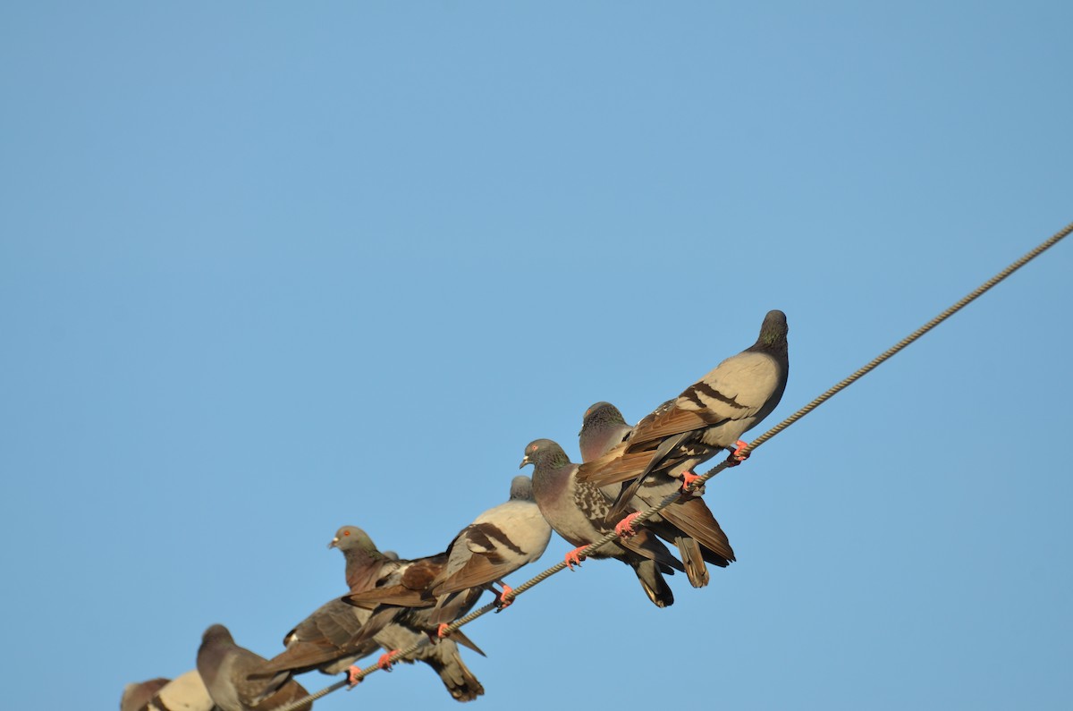 Голуб сизий (міський) - ML647327147